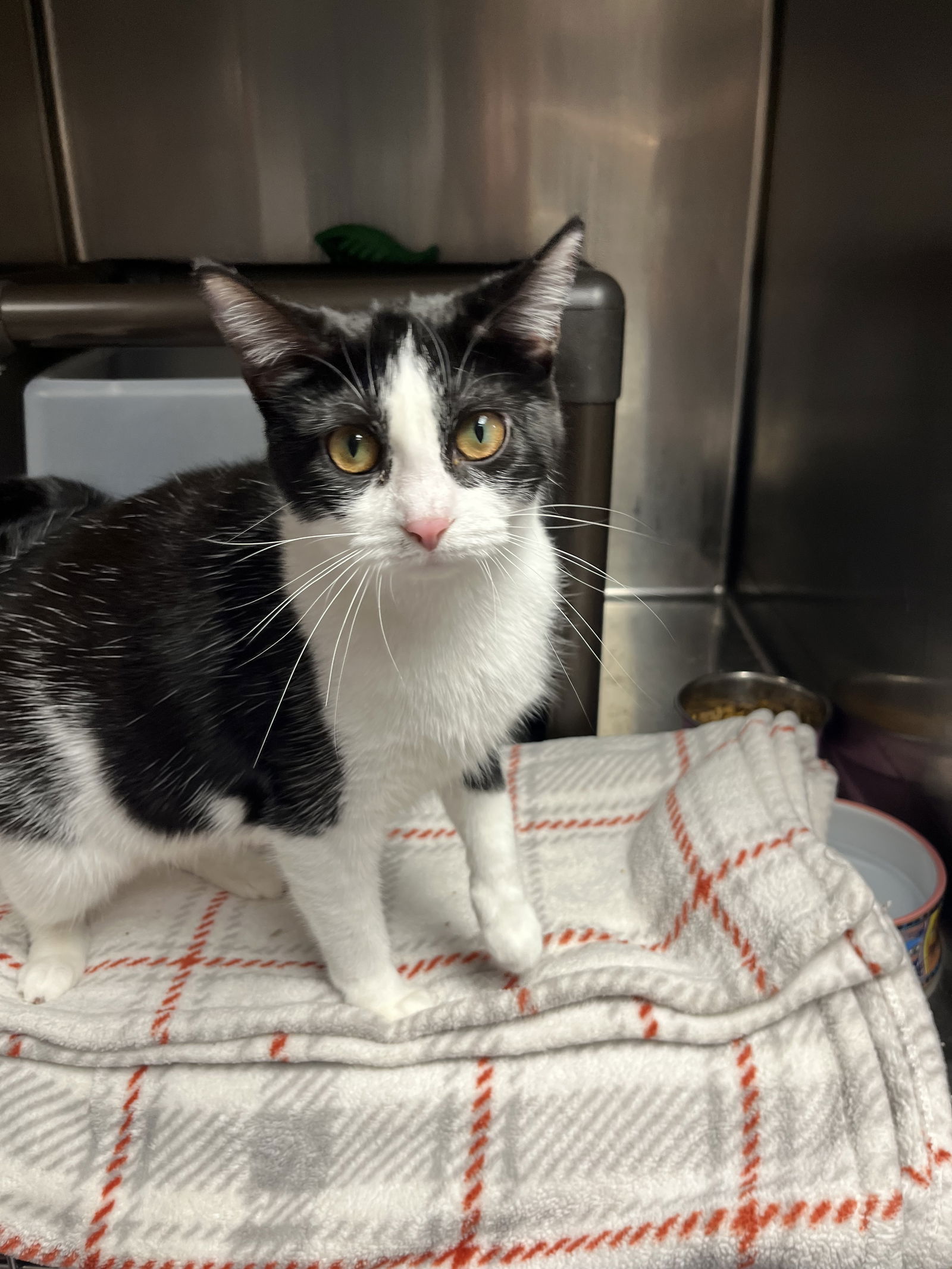 adoptable Cat in Cedar Rapids, IA named Minni