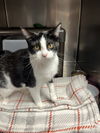 adoptable Cat in , IA named Minni