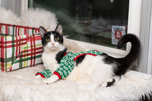 picture of the cat needing adoption