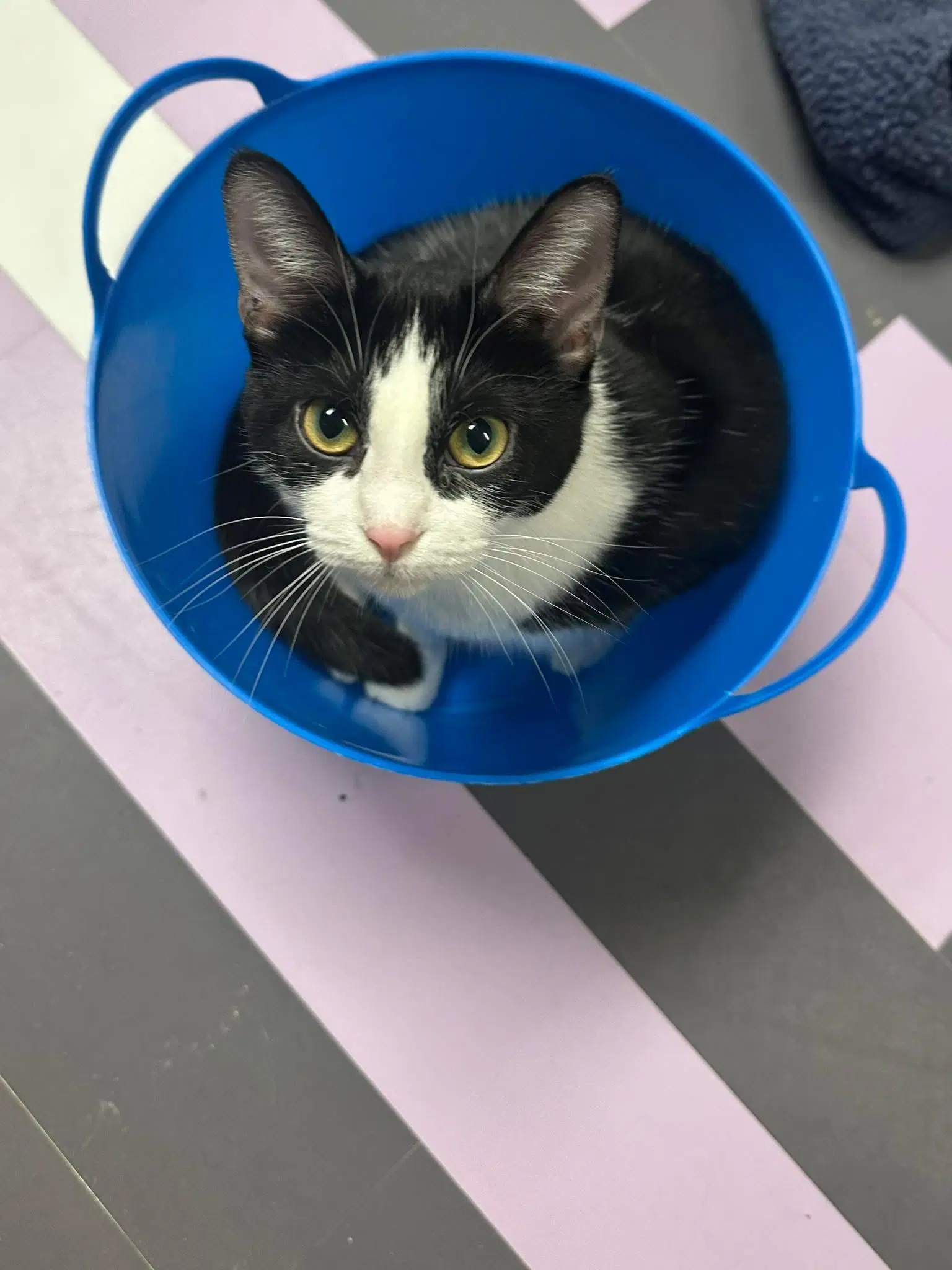 Minni - Domestic Short Hair