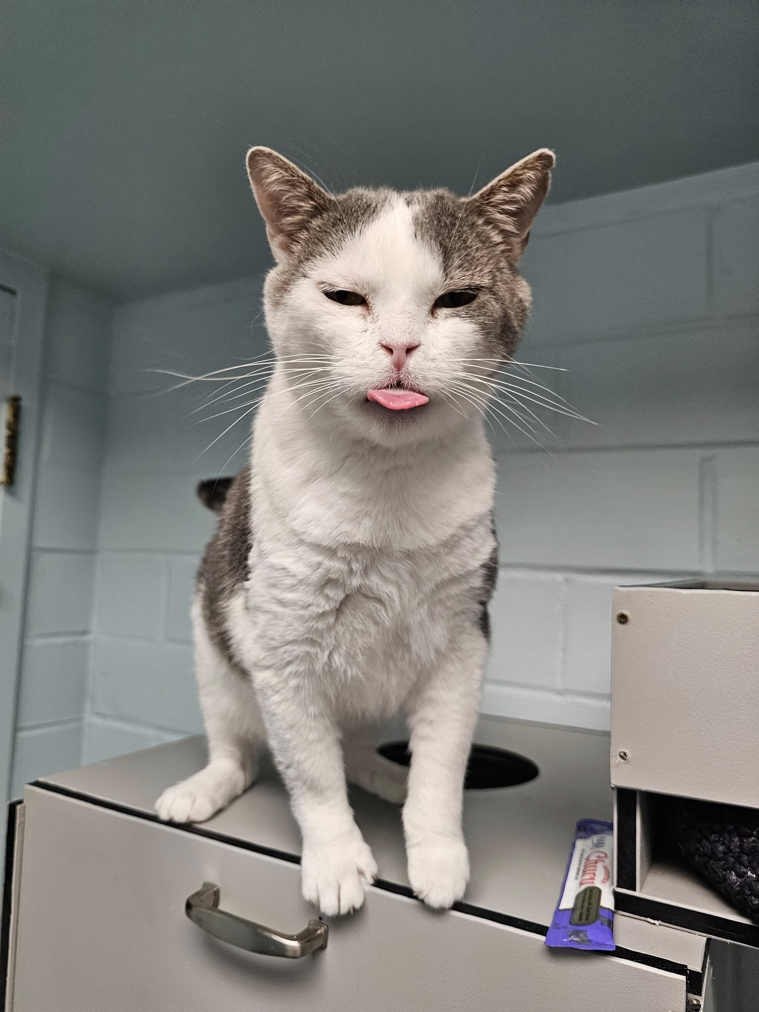 adoptable Cat in Cedar Rapids, IA named Prince