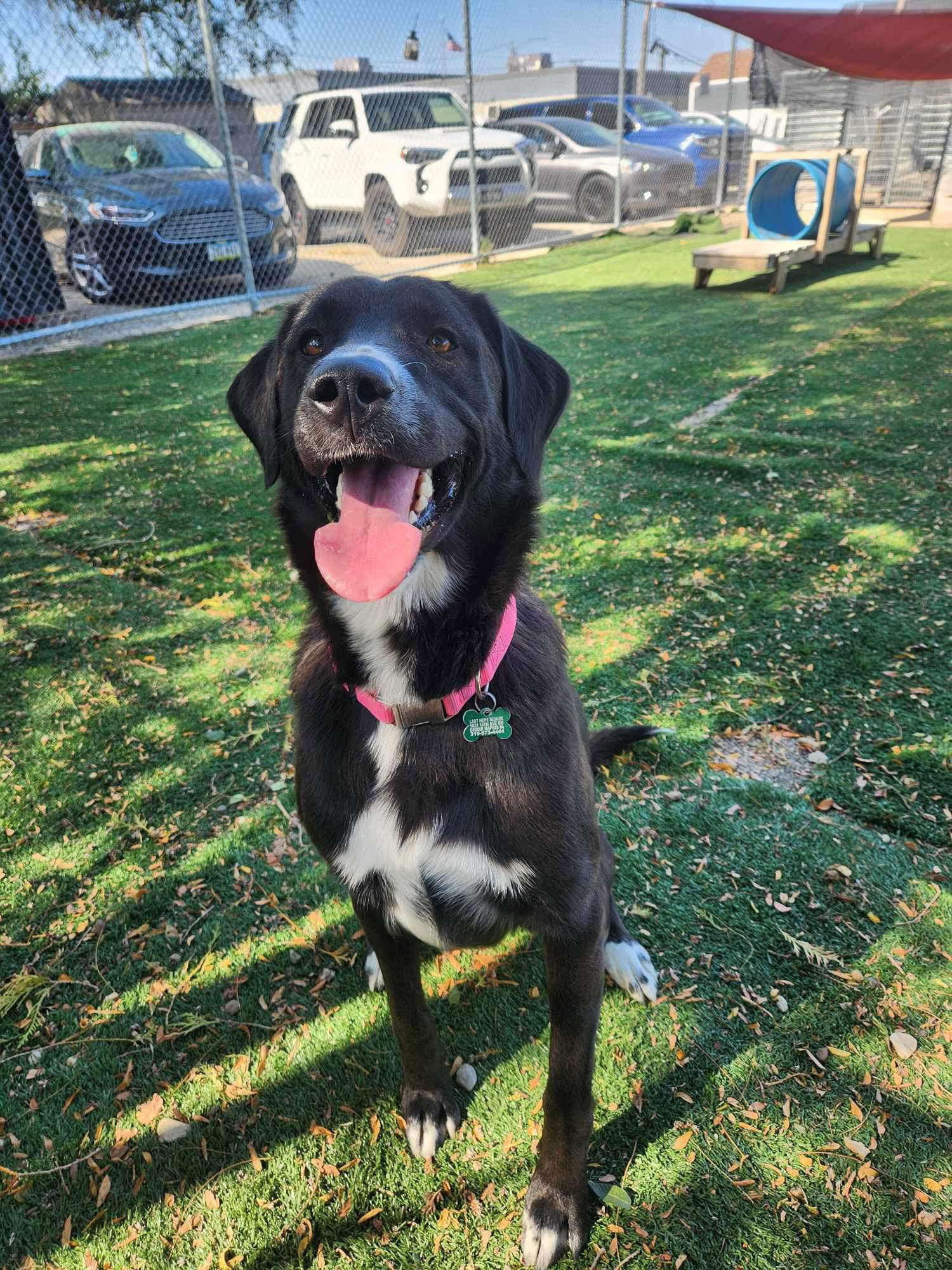 adoptable Dog in Cedar Rapids, IA named Greta