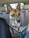 adoptable Dog in , IA named Nevaeh