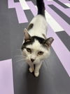 adoptable Cat in Cedar Rapids, IA named Quinn
