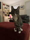 adoptable Cat in Cedar Rapids, IA named Griz