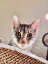 adoptable Cat in Cedar Rapids, IA named Siren