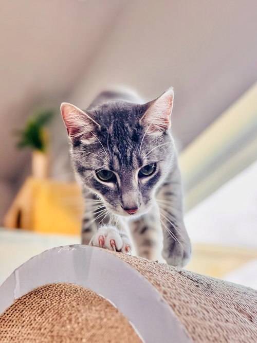 picture of the cat needing adoption