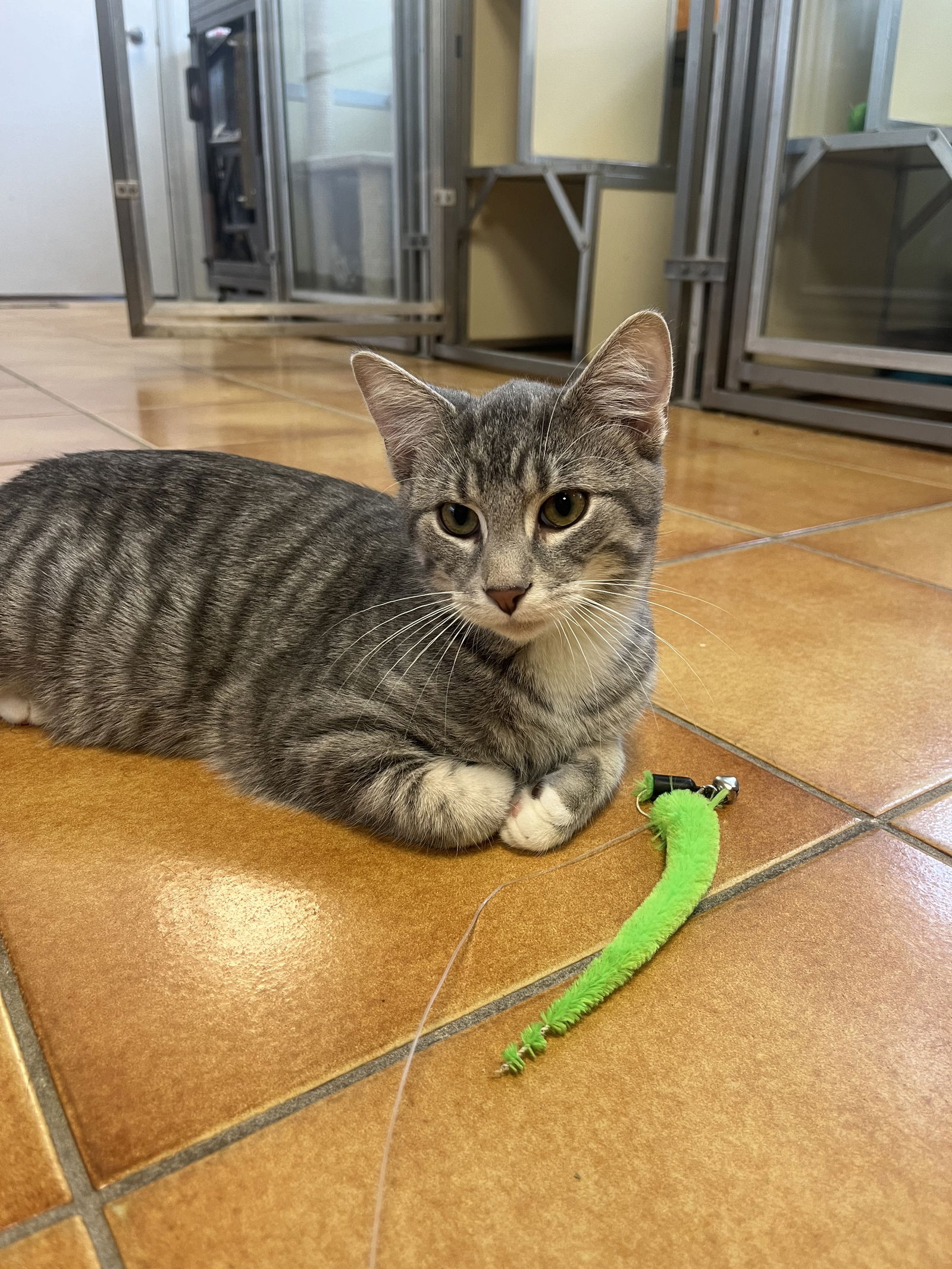 adoptable Cat in Cedar Rapids, IA named Siren