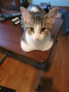 adoptable Cat in Cedar Rapids, IA named Spot