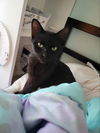 adoptable Cat in Cedar Rapids, IA named Boo