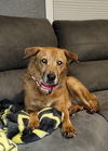 adoptable Dog in  named Juliette