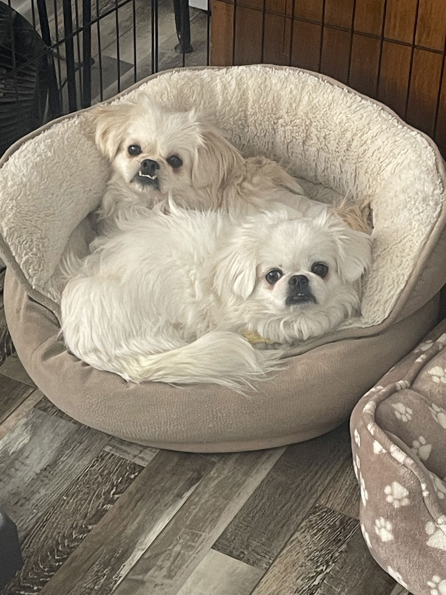 adoptable Dog in Cedar Rapids, IA named Rolo & Cadbury