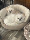 adoptable Dog in Cedar Rapids, IA named Rolo & Cadbury