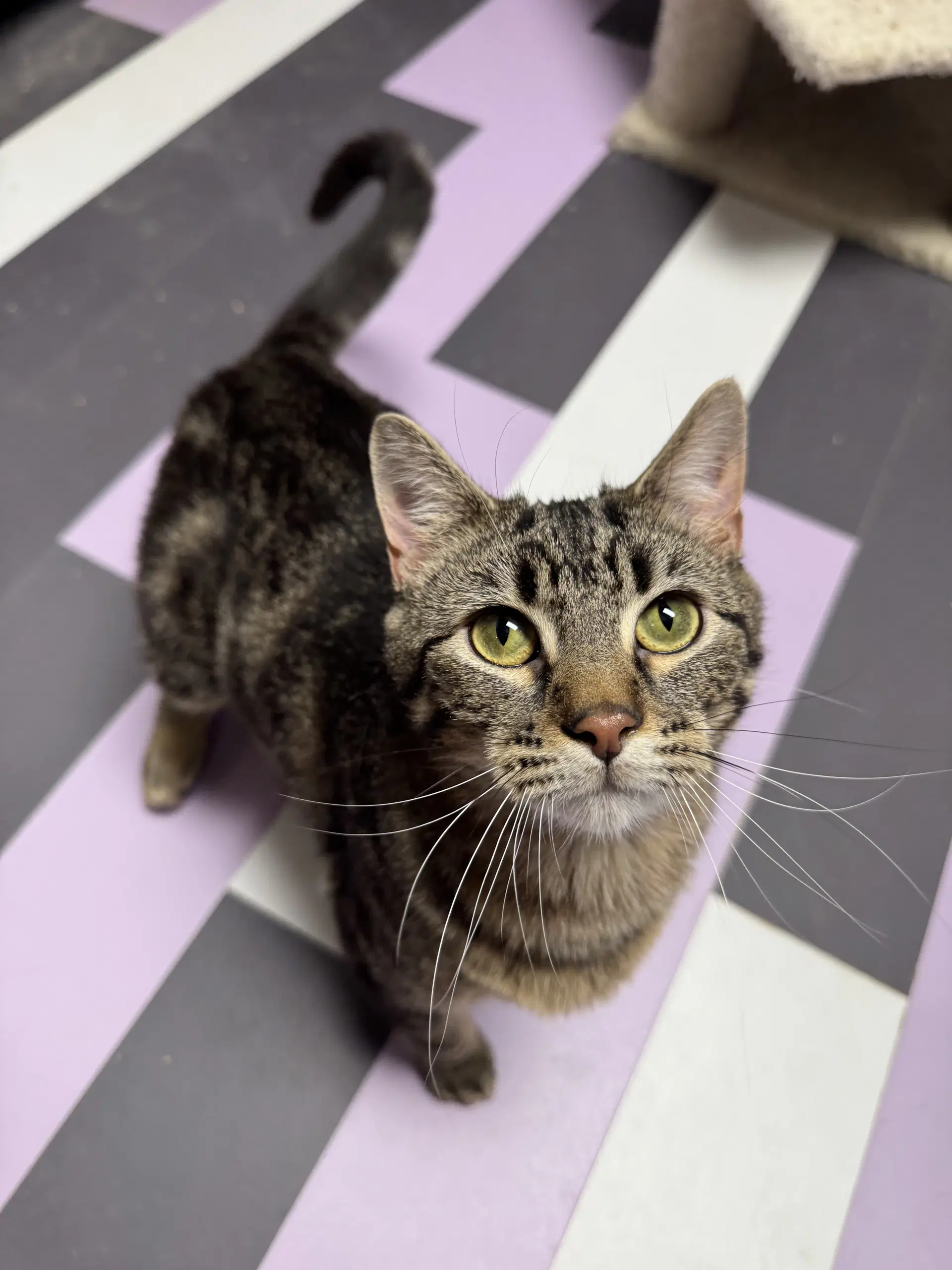 Thunderdome - Domestic Short Hair