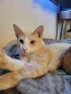 adoptable Cat in Cedar Rapids, IA named Whiskey