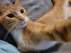 adoptable Cat in Cedar Rapids, IA named Rusty