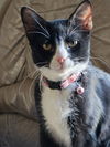 adoptable Cat in  named Stevie