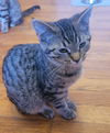 adoptable Cat in  named Mocha