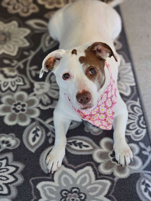 picture of the dog needing adoption