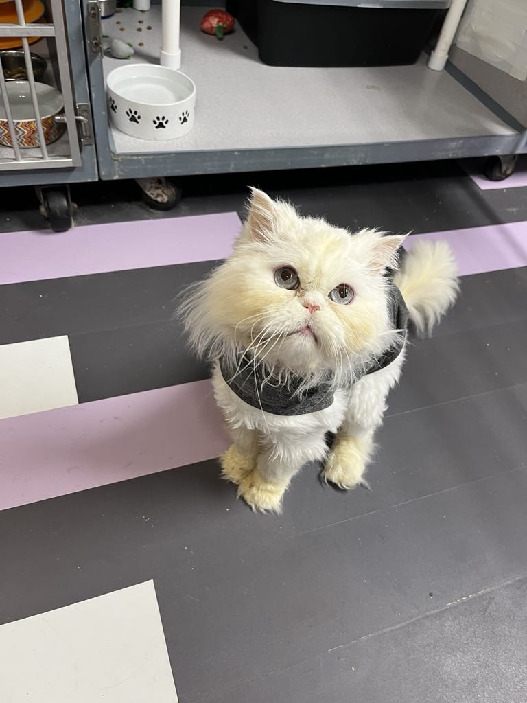 adoptable Cat in Cedar Rapids, IA named Alfredo