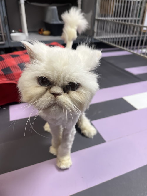 ALFREDO - Persian available for adoption