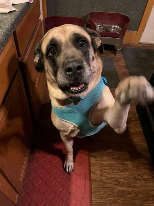 picture of the dog needing adoption