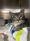 adoptable Cat in Cedar Rapids, IA named Gravy