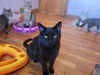 adoptable Cat in Cedar Rapids, IA named Trixie