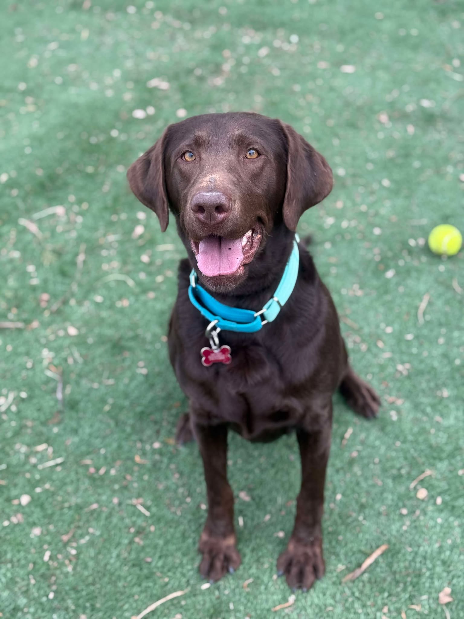 adoptable Dog in Cedar Rapids, IA named Brownie