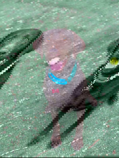 animal-image