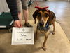 adoptable Dog in  named Palmer