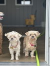 adoptable Dog in Cedar Rapids, IA named Sophie & Ashlynn