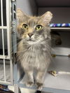 adoptable Cat in Cedar Rapids, IA named Lennox