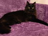 adoptable Cat in Cedar Rapids, IA named Soot