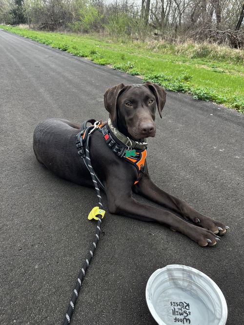 picture of the dog needing adoption
