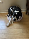 Homer - Photo 3