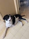 Homer - Photo 4