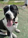 Homer - Photo 5