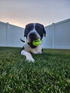 Homer - Photo 1