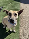 adoptable Dog in Cedar Rapids, IA named Lydia