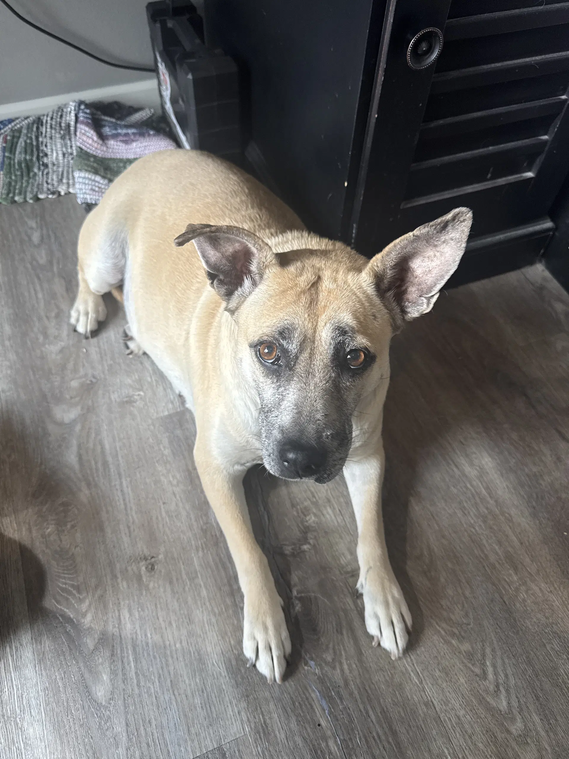 Lydia - Terrier