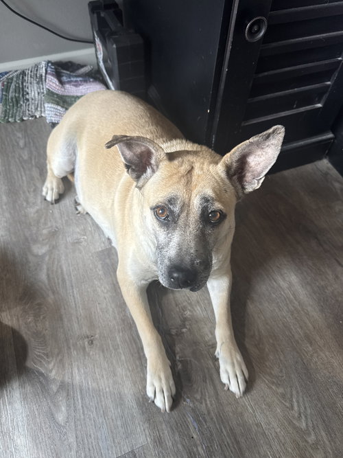 Lydia, an adoptable Terrier in Cedar Rapids, IA