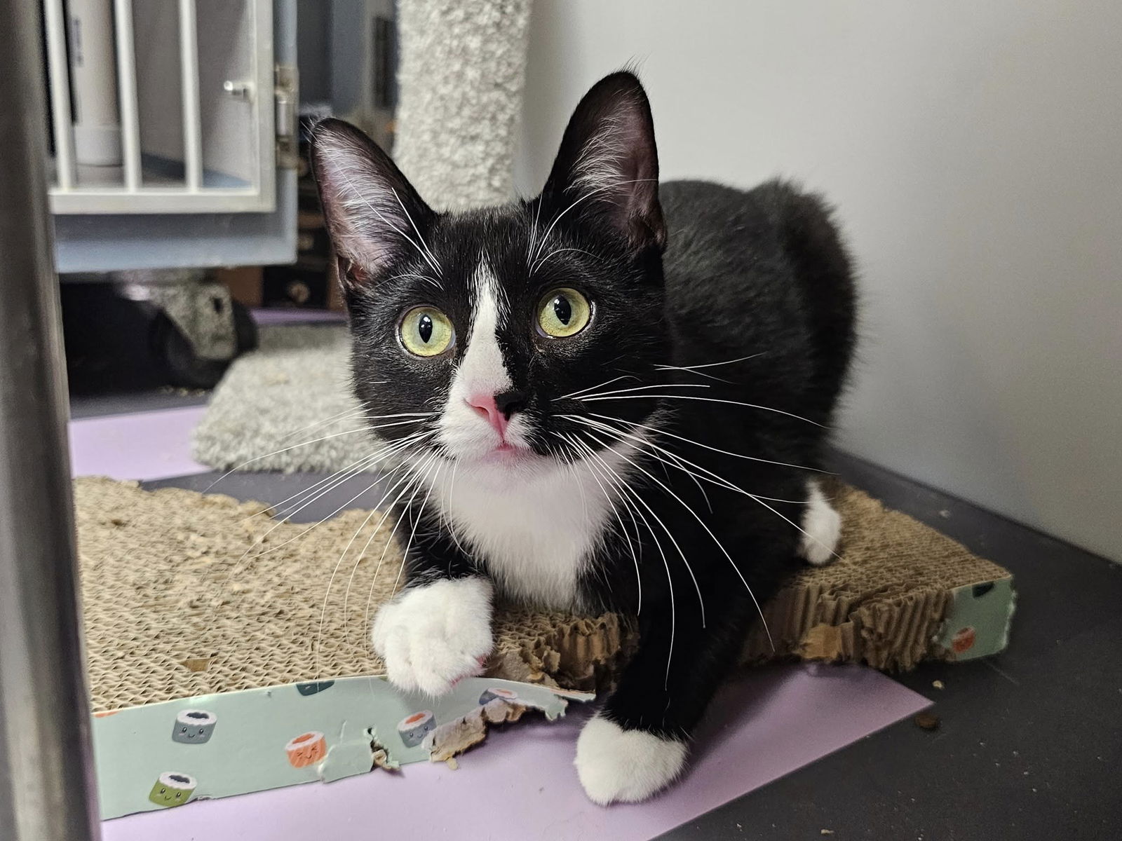 adoptable Cat in Cedar Rapids, IA named Tipsy