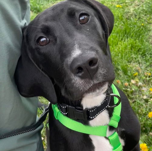 picture of the dog needing adoption