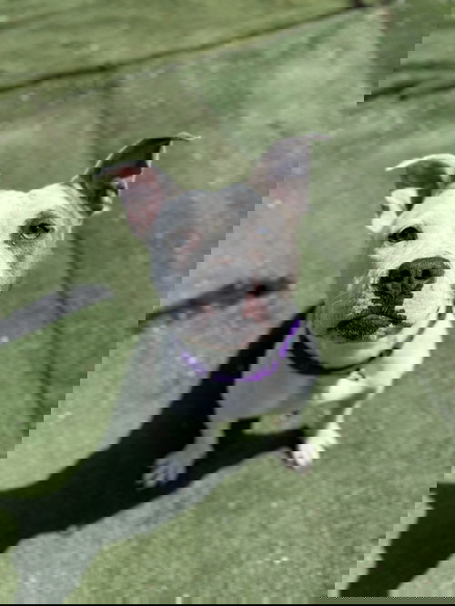 picture of the dog needing adoption