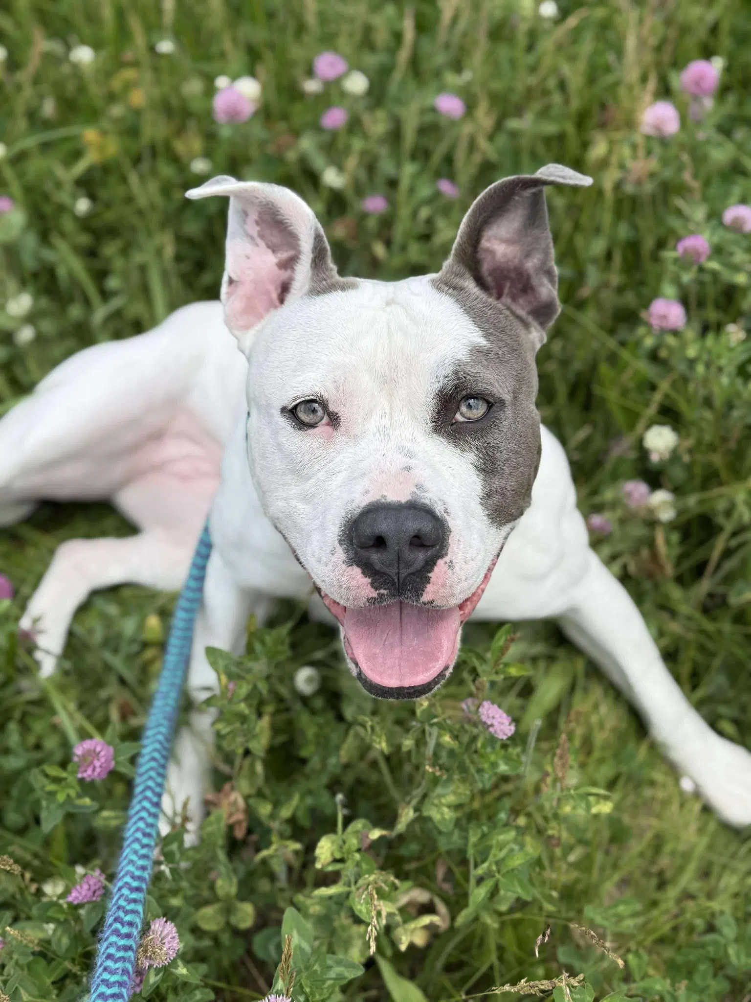 Lilac - Pit Bull Terrier