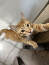 adoptable Cat in , IA named Cheese Soup
