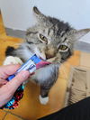 adoptable Cat in  named Troll