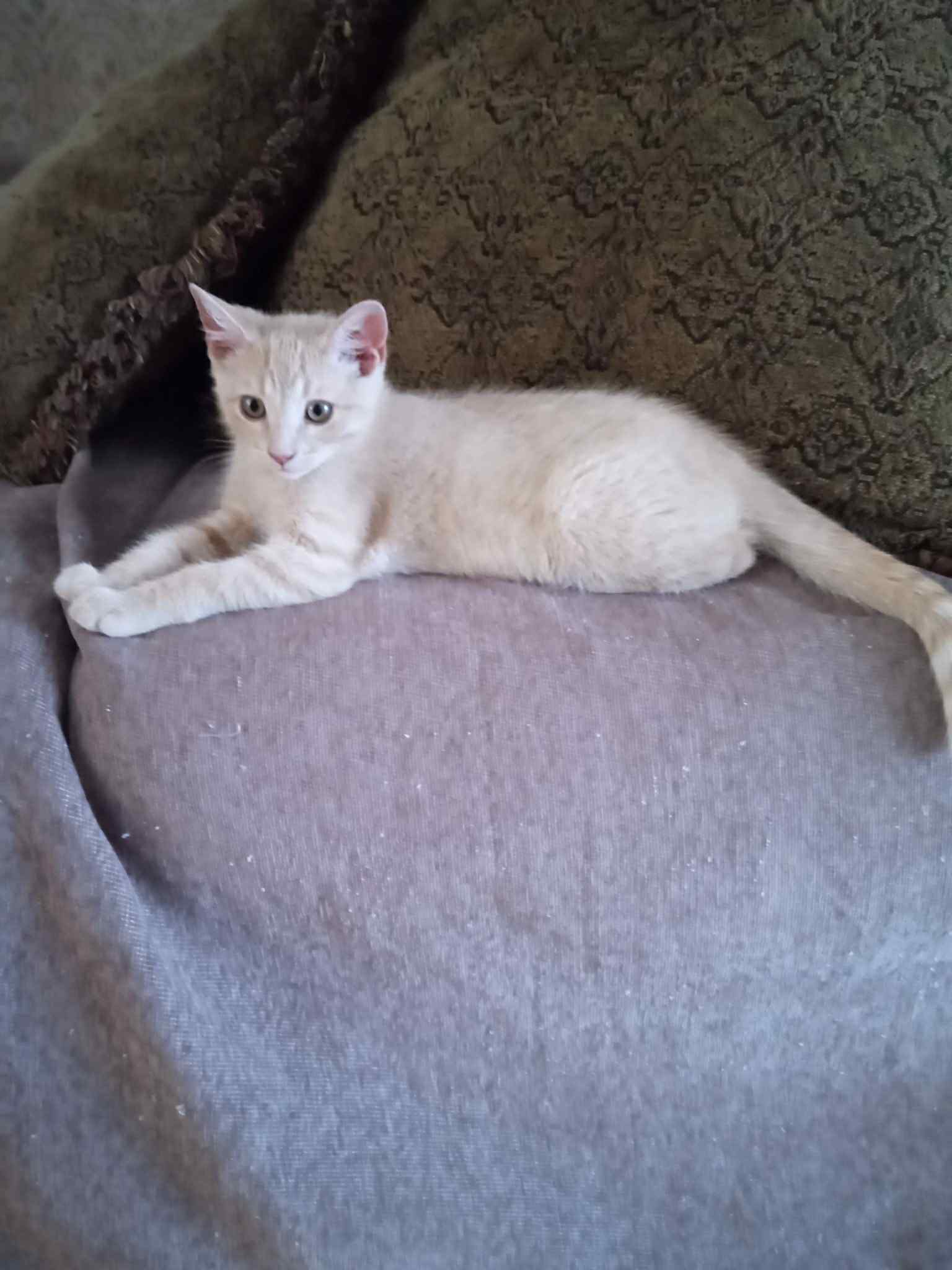 adoptable Cat in Cedar Rapids, IA named Watson