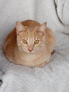 Watson - Photo 3